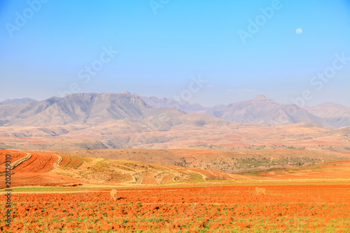 Dramatic beautiful mountain landscape with terrassed fields during spring, Lesotho, Southern Africa photo