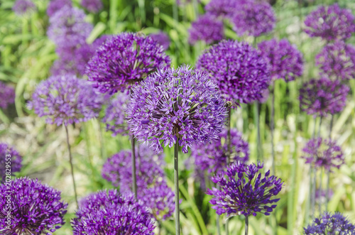 decorative garlic blooms with purple flowers