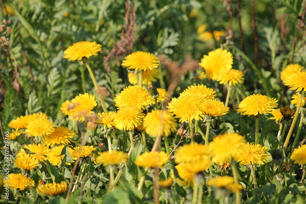 Field of dandelions yellow flowers and green grass Field of dandelions yellow flowers and green grass