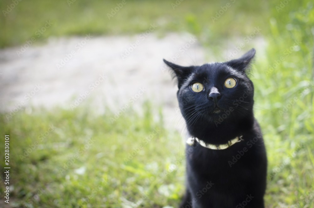 Black cat in the  garden, 
