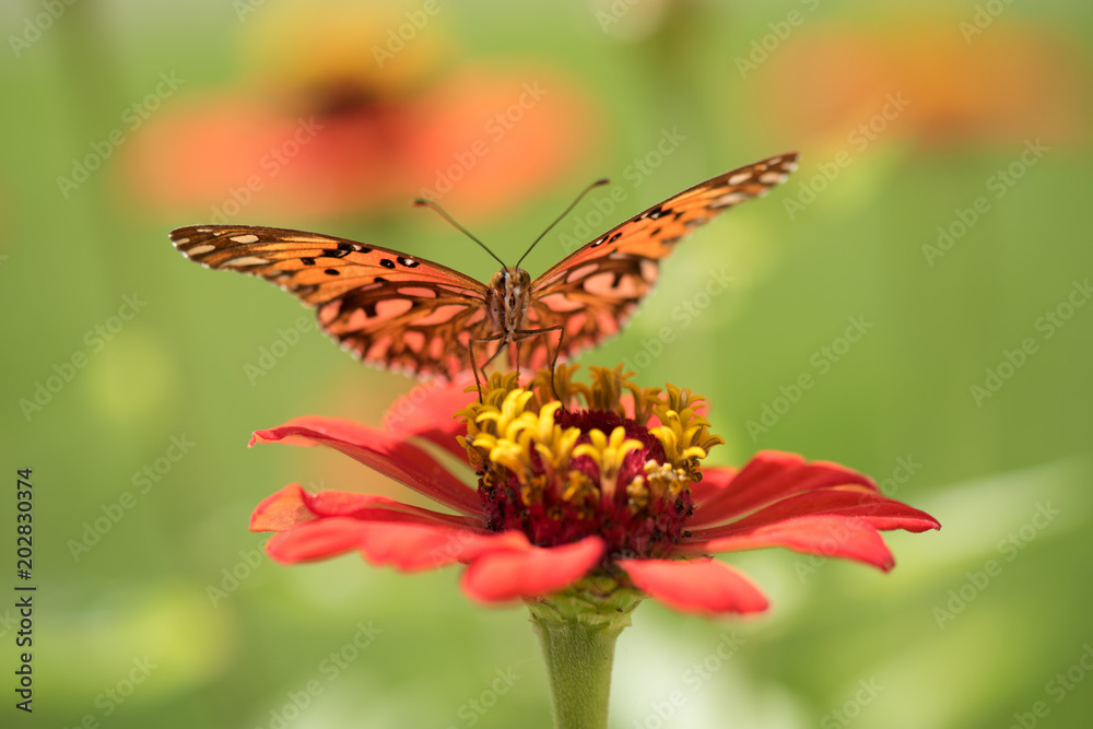 custom made wallpaper toronto digitalmariposas