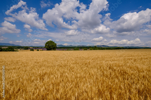 Paysage de Provence en   t    champ de bl    et champs de lavande. Ciel bleu avec de beaux nuages.