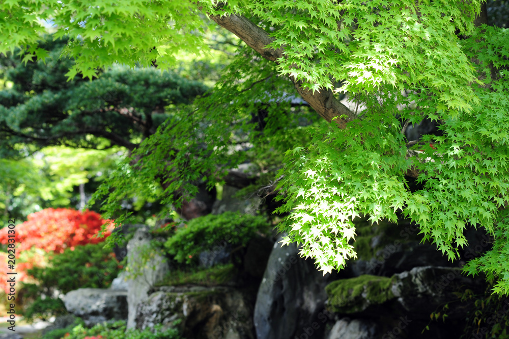 Japanese maple-32 Japanese maple-32