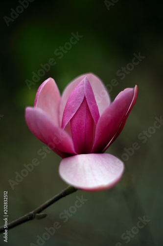 Magnolia pink flower on a blurry bokeh background. Flowers Magnolia flowering against a background of flowers. Soft focus image of blossoming magnolia flower in spring time.