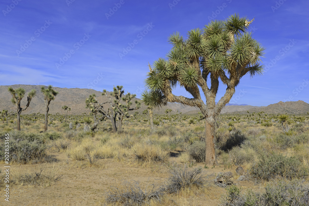 Joshua Trees in desert environment, Joshua Tree National Park, USA