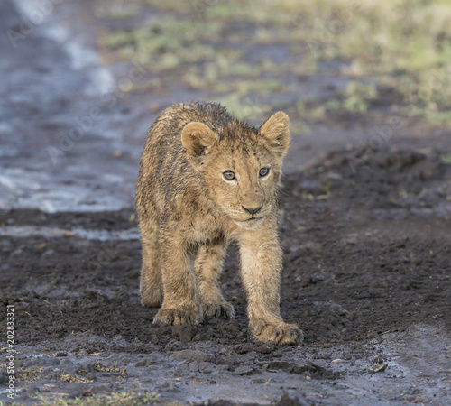 Drip Dry Lion Cub - A weeks old lion cub wet from early morning grass dew will dry as the sun rises from its early morning light. Ngorongoro Crater  Ngorongoro Conservation Area  Tanzania  Africa.
