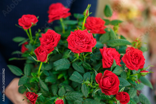 beautiful bouquet of red roses © Екатерина Переславце