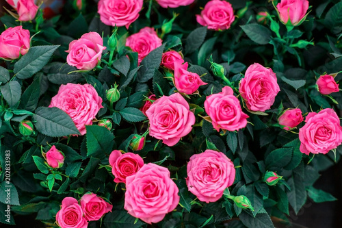 bouquets of pink roses, beautiful background for cards