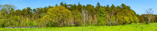Panoramic view of wild forest  near Magdeburg  Germany
