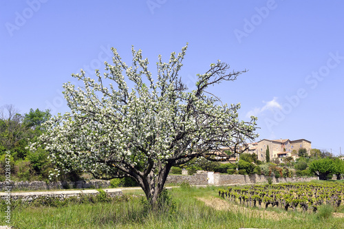 Apple tree in bloom announcing spring