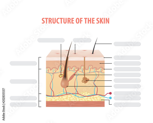 Vol.2 Structure of the skin info blank illustration vector on white background. Beauty concept.