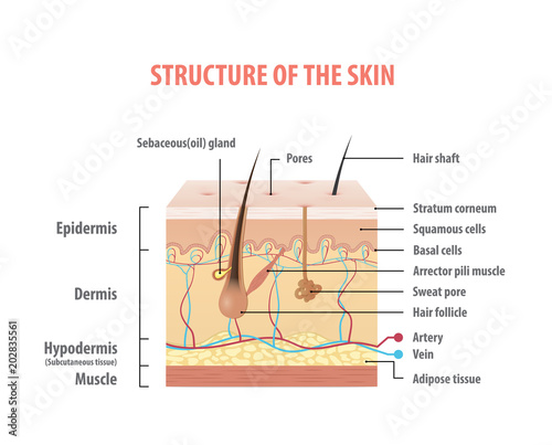 Vol.2 Structure of the skin info graphics illustration vector on white background. Beauty concept.
