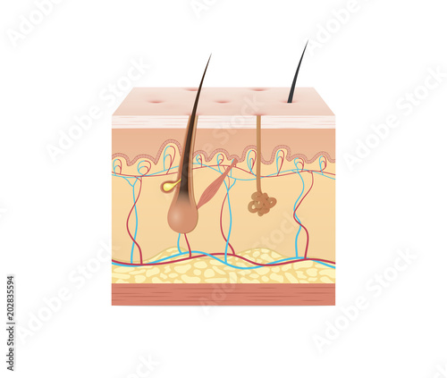 Vol.2 Structure of the skin illustration vector on white background. Beauty concept.