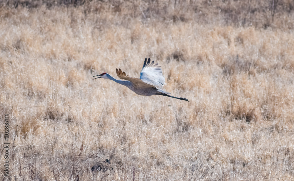 Sandhill Crane Flying