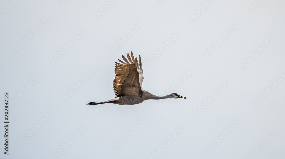 Fotografie Sandhill Crane Flying