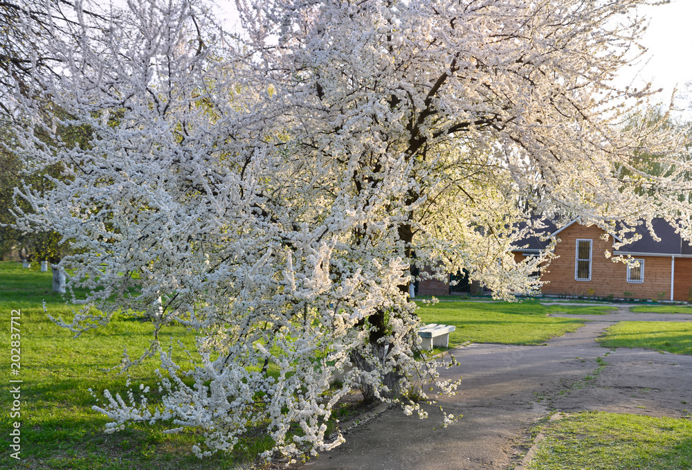 Cherry tree blossoming in a back garden Cherry tree blossoming in a back garden