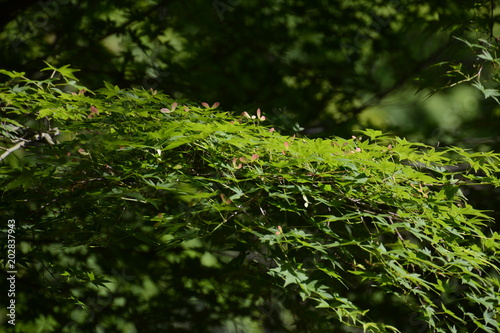 Japanese maple Samaras(winged seed)