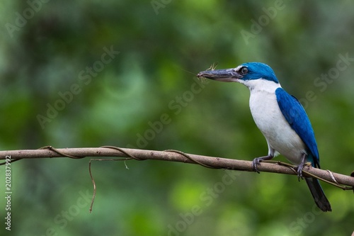 Collared Kingfisher with Cricket  © rsukawat1519