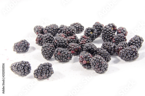  blackberry fruit photo