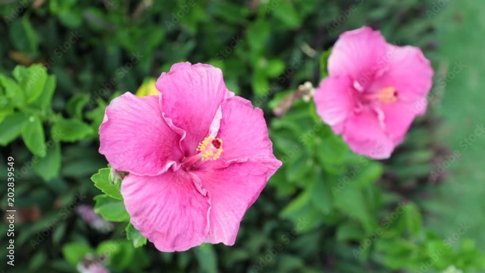 Hibiscus rosa-sinensis also none as chinese hibiscus, hawaiian hibiscus, and shoeblack plant from the mallow family in high definition stock footage. Hibiscus rosa-sinensis also none as chinese hibiscus, hawaiian hibiscus, and shoeblack plant from the mallow family in high definition stock footage.