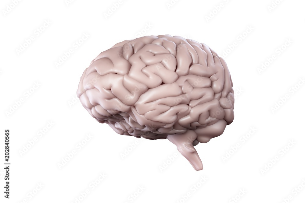 Digitally generated brain on white background Digitally generated brain on white background