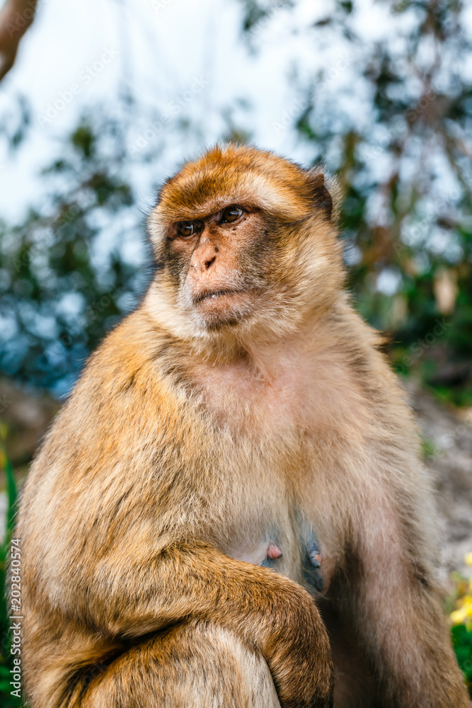 Portrait of a wild female macaque.  Macaques are one of the most famous attractions of the British overseas territory