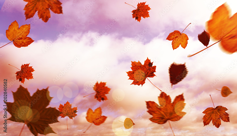 Autumn leaves pattern against blue sky with clouds Autumn leaves pattern against blue sky with clouds