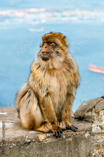 portrait of a wild male macaque.  Macaques are one of the most famous attractions of the British overseas territory © dziewul