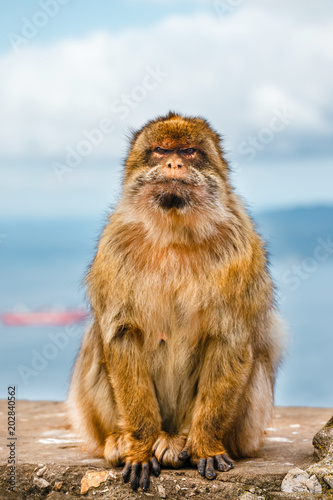 portrait of a wild male macaque.  Macaques are one of the most famous attractions of the British overseas territory