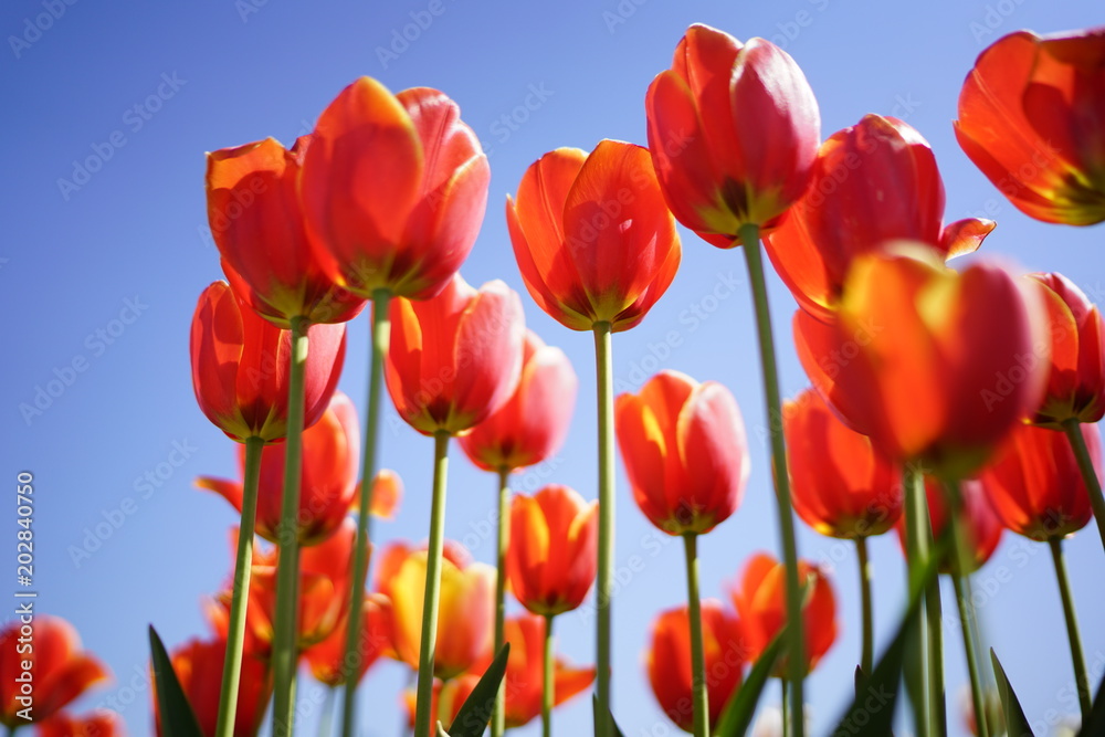 Beautiful red tulips against blue sky Beautiful red tulips against blue sky