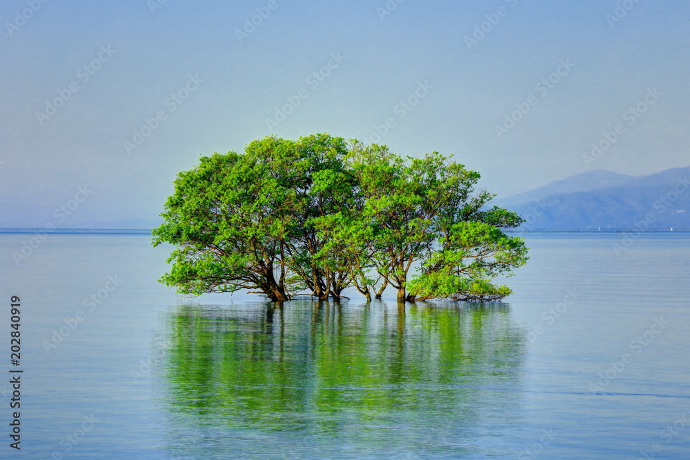 琵琶湖の水没林
