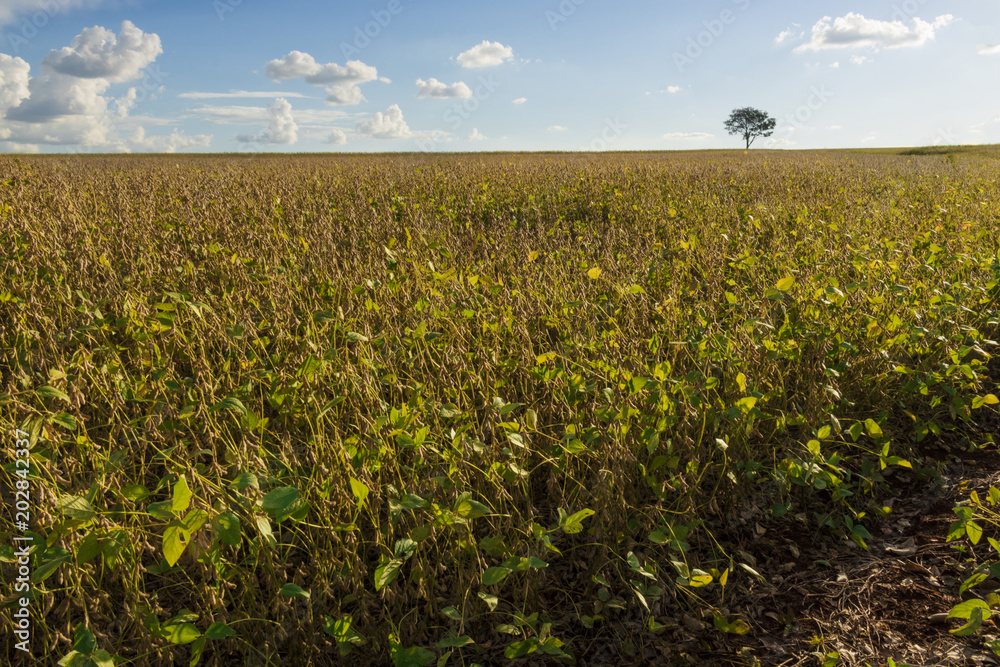 Plantation - Agricultural green soybean field landscape, on sunny day
