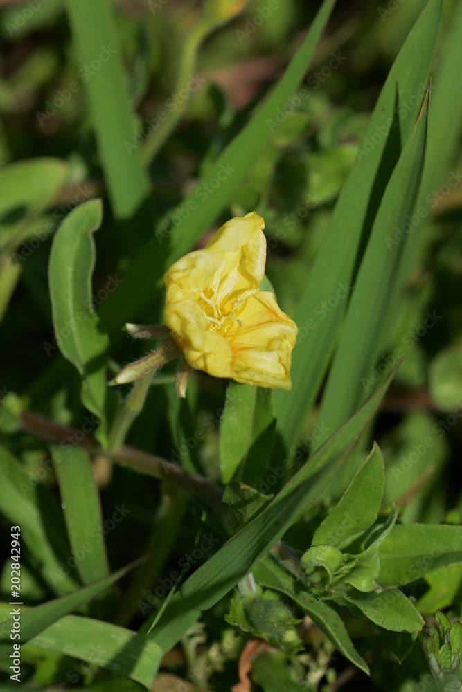 Cutleaf eveningprimrose(Oenothera laciniata) Cutleaf eveningprimrose(Oenothera laciniata)
