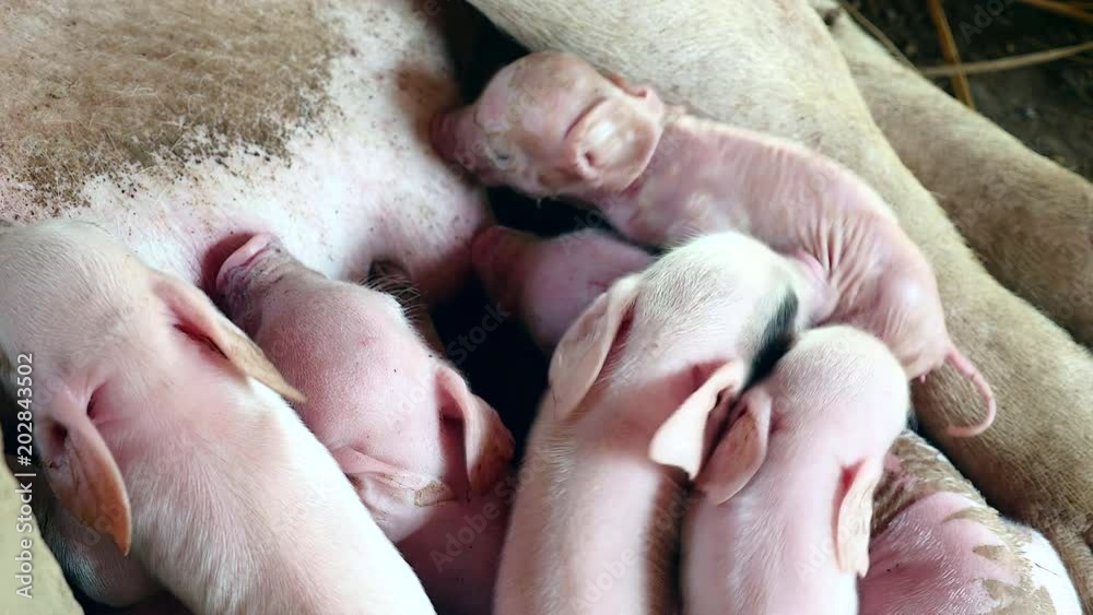 Newborn piglets grasping the sow's teats and fighting to suckle mother's milk ( close up ) Newborn piglets grasping the sow's teats and fighting to suckle mother's milk ( close up )