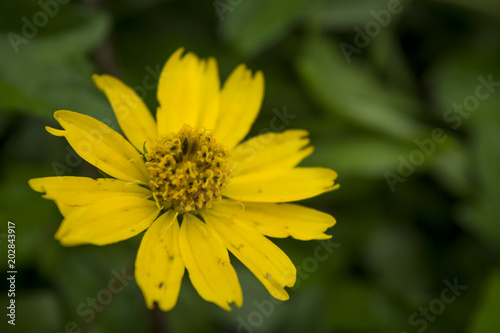 yellow blooming flower 