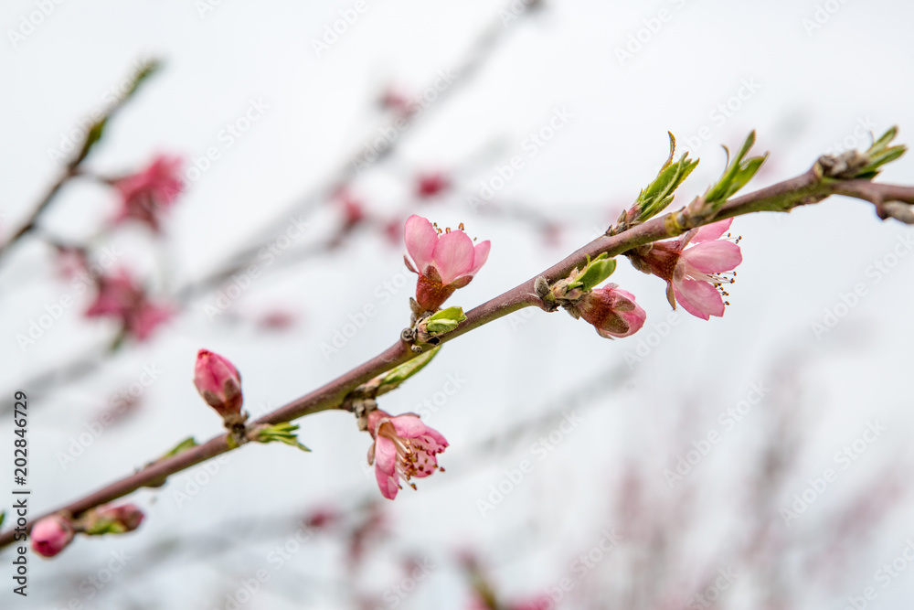flowering peach. Peach blossoms close-up. Spring flowering of fruit trees flowering peach. Peach blossoms close-up. Spring flowering of fruit trees