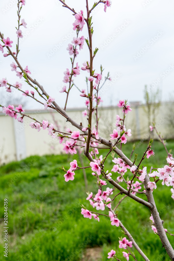 flowering peach. Peach blossoms close-up. Spring flowering of fruit trees flowering peach. Peach blossoms close-up. Spring flowering of fruit trees