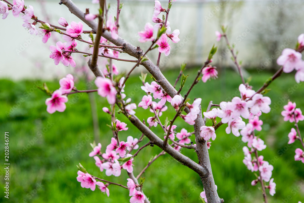 flowering peach. Peach blossoms close-up. Spring flowering of fruit trees flowering peach. Peach blossoms close-up. Spring flowering of fruit trees