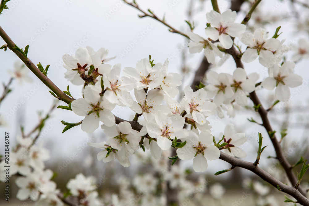 flowering apricots. Flowers of apricot tree close-up. Spring flowering of fruit trees