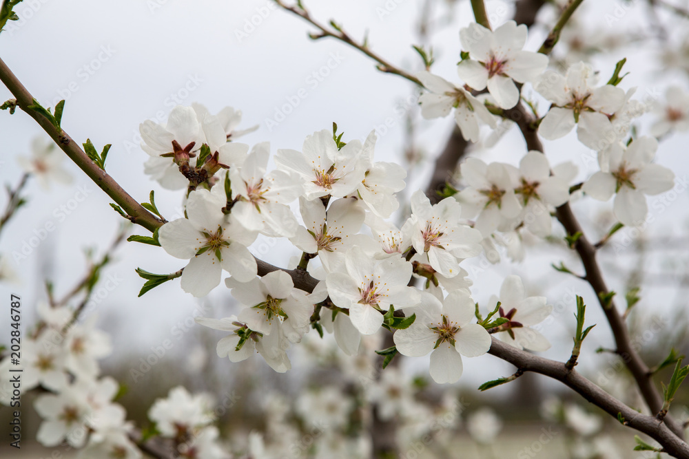 flowering apricots. Flowers of apricot tree close-up. Spring flowering of fruit trees flowering apricots. Flowers of apricot tree close-up. Spring flowering of fruit trees