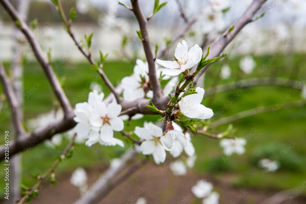 flowering apricots. Flowers of apricot tree close-up. Spring flowering of fruit trees