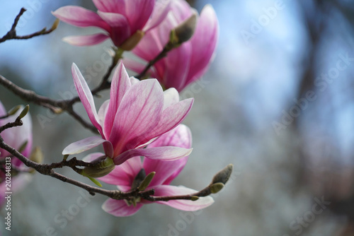 violet magnolia flower blossom in spring © nd700