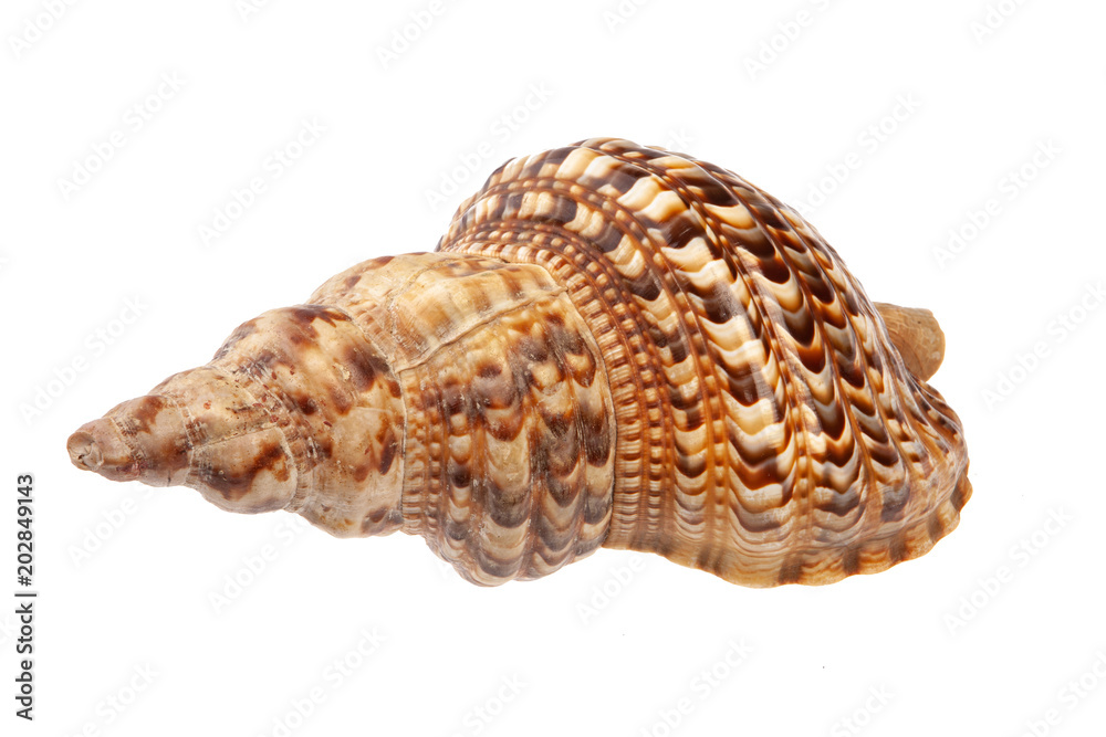 Big Sea Shell