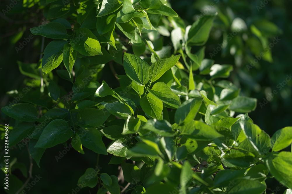 Fresh foliage on the branches of a tree on a sunny spring day in Texas Fresh foliage on the branches of a tree on a sunny spring day in Texas