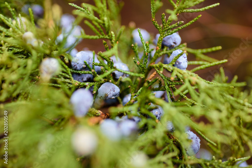 Juniper Berries