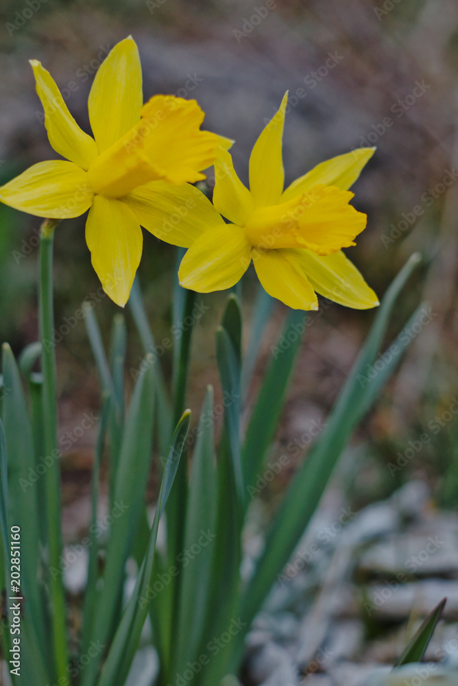Obraz premium Frühlingsblumen