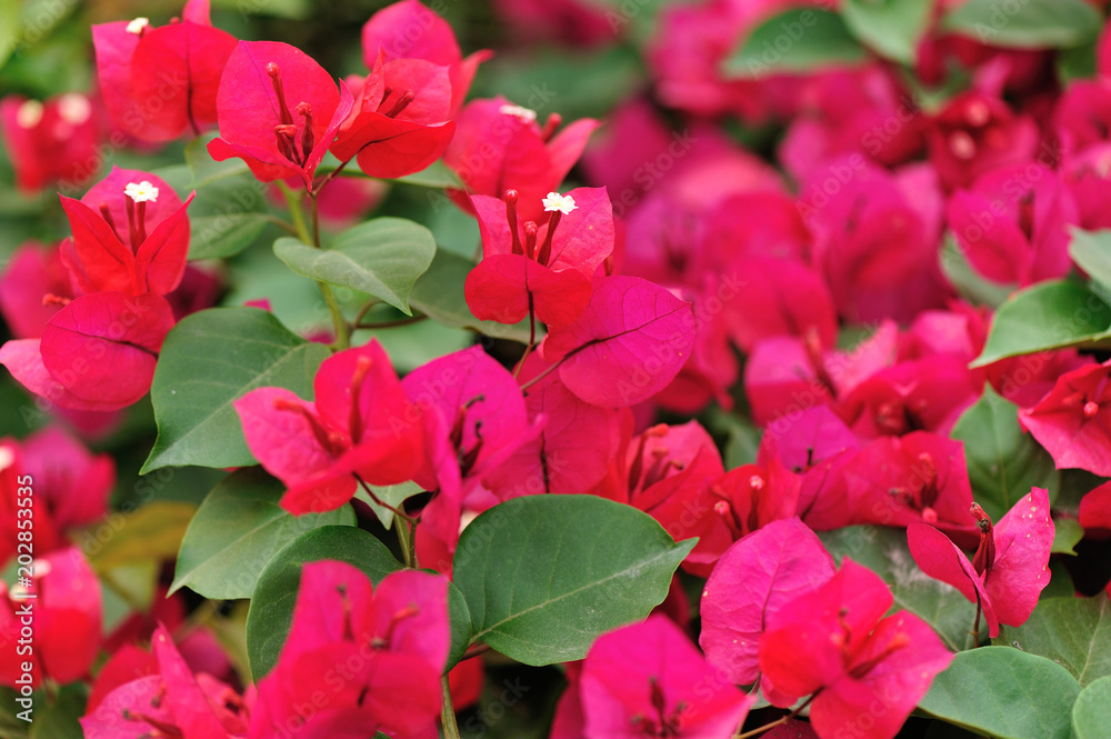 Beautiful blooming bougainvillea flowers in spring after rian Beautiful blooming bougainvillea flowers in spring after rian