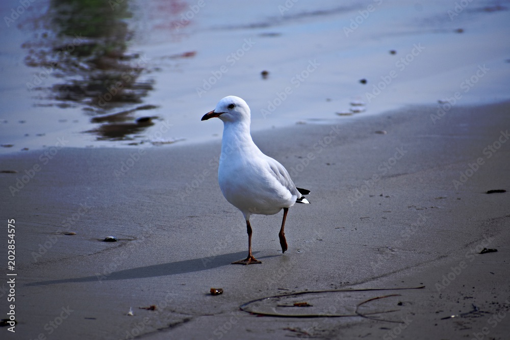 Fototapeta premium walk on the beach
