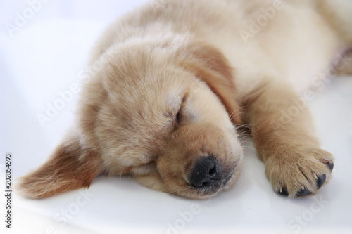 sleepy puppy on white background