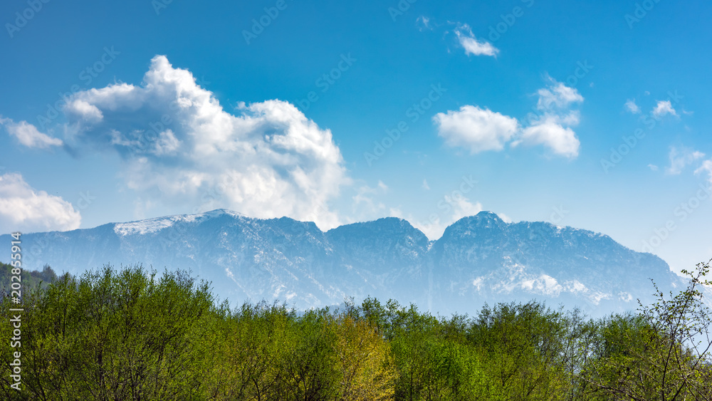 View of a green forest and snowy mountains View of a green forest and snowy mountains